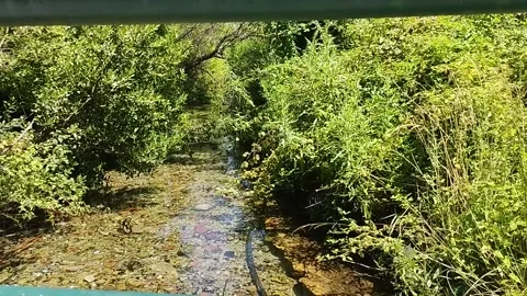 Mountain stream on a summer afternoon Stock Footage 199769916