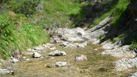 A mountain stream in summer with clear water (slow motion) Video stock 219633824