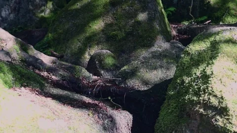 Mountain stream in summer forest. Stock Footage 252692357