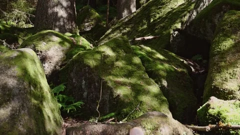 Mountain stream in summer forest. 库存影片 252692894