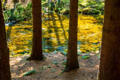 Mountain stream in sunny pine forest Stock Photos