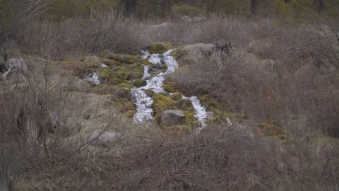 Mountain Stream Surrounded by Brush Stock Footage 88850629