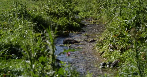 Mountain stream surrounded by a green grass in the meadow Stock Footage 231863661