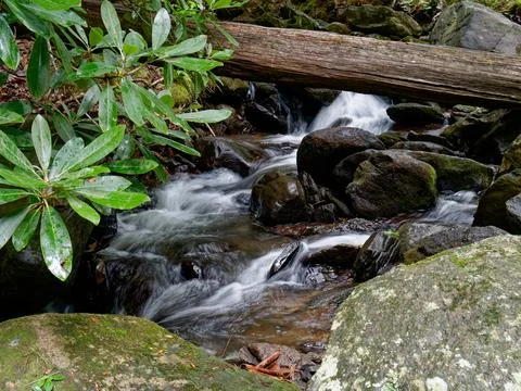 Mountain stream surrounded by lush forest 库存照片