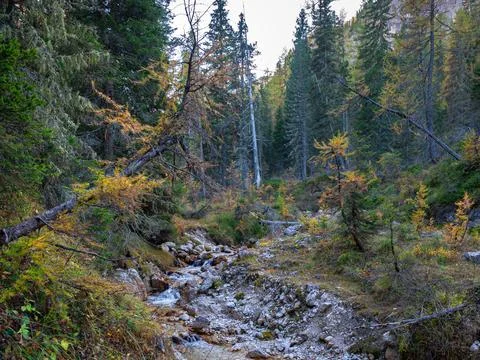 Mountain stream surrounded by spruce and larch trees Stock Photos