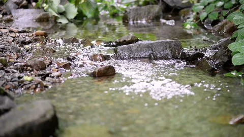 Mountain stream in the thickets of filbert Stock Footage 100267299