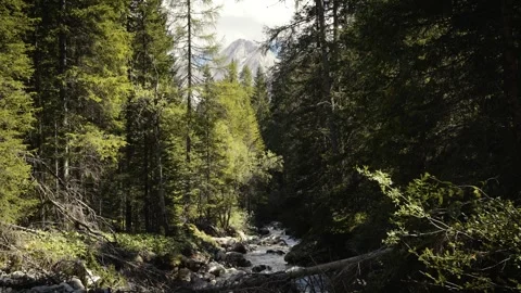 Mountain Stream Through Forest with Fallen Trees and Dolomite Peaks Video stock 316820887