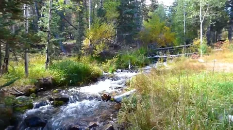 Mountain Stream Through Forest Stock-Footage 43009109