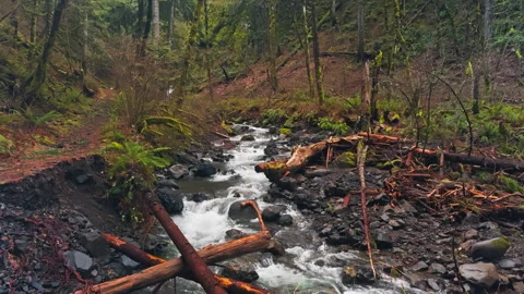 Mountain Stream Through Forest Ravine with Mossy Banks Stock Footage 337948639