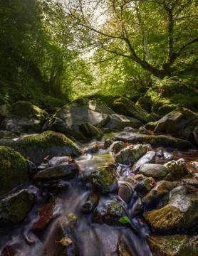 Mountain stream through forests Stock Photos