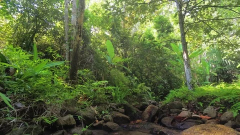 Mountain Stream through Tropical Rainforest in Thailand, with Sound Stockbeeldmateriaal 95764171