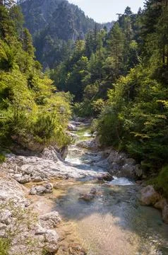Mountain Stream Through Verdant Forest Stock Photos