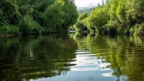 Mountain Stream Time Lapse With Mayflies Video stock 81687161