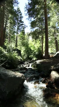 Mountain stream with trees audio verticle 2 Stock-Footage 49036570