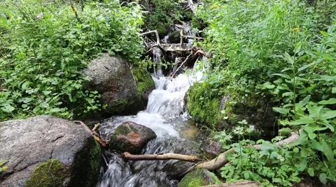 Mountain Stream Tumbling Through Rocks and Plants Stock Footage