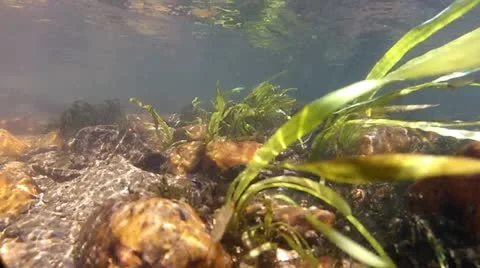 Mountain Stream Underwater Stock Footage 11111350