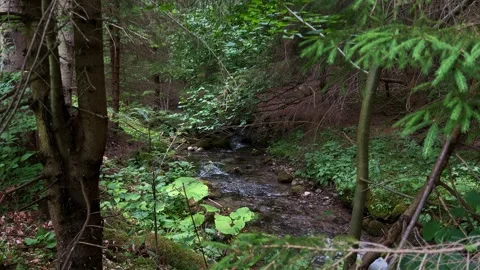 Mountain Stream Viewed Through Trees from higher ground Stock Footage 312896714