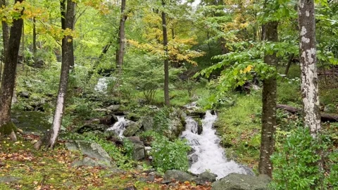 Mountain Stream Water Cascading Over Rocks in Autumn Forest Stock Footage 346625636