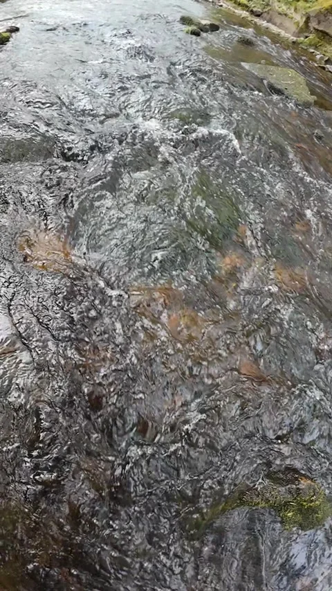 Mountain Stream Water Flow in Forest Nature Vertical Video Stock Footage 335371271