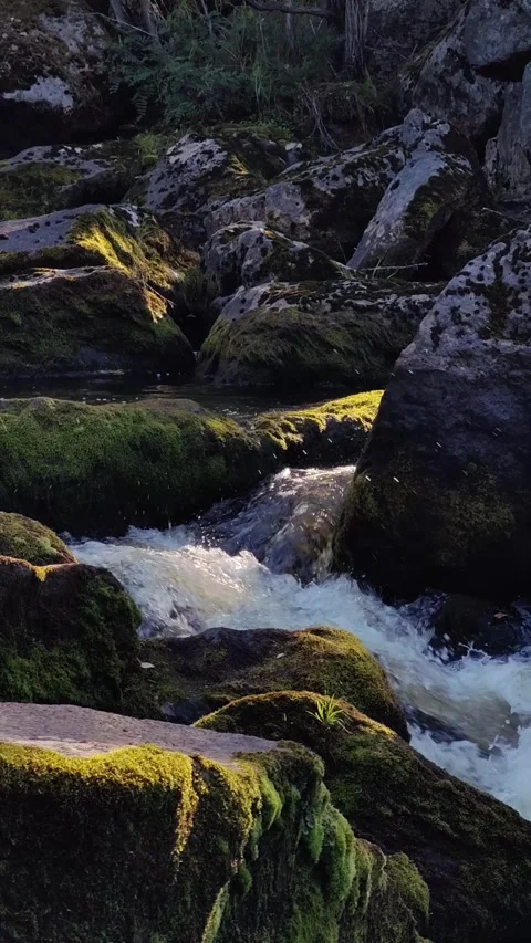 Mountain stream water flowing over mossy rocks. Stock Footage 331993286