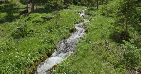 Mountain stream water flowing through a green meadow forest Stockbeeldmateriaal 340782572