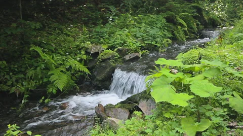 Mountain stream water flows in a forest Stockbeeldmateriaal 54405982