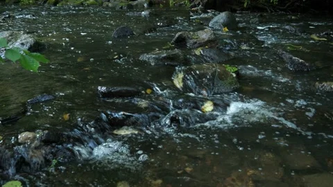 Mountain stream water, swift stream river Stock Footage 197463868