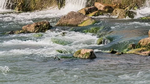 Mountain Stream Water Time-lapse with Silky Flow and Nature Forest View Stock Footage 326680735