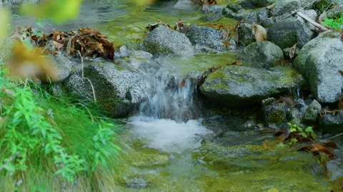 Mountain Stream Waterfall Flowing Between Rocks and Green Plants Stock Footage 320217089