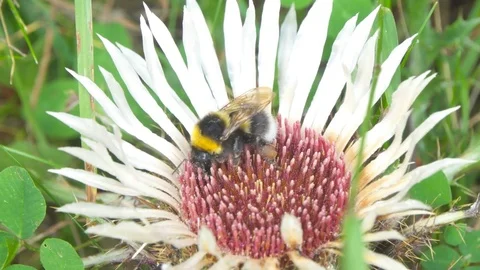 Mountain stream in a wild forest Stock Footage 84518531