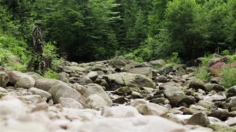 Mountain Stream. Wild Forest. Summertime. Stock Footage 44211038
