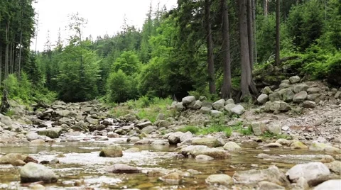 Mountain Stream. Wild Forest. Summertime. Stock Footage 44211135