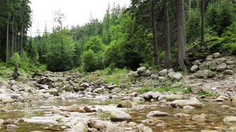 Mountain Stream. Wild Forest. Summertime. Stock Footage 44211927