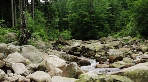Mountain Stream. Wild Forest. Summertime. Stock Footage 44211939