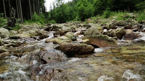 Mountain Stream. Wild Forest. Summertime. Stock Footage 44212043