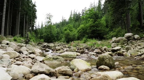 Mountain Stream. Wild Forest. Summertime. Stock Footage 44212062
