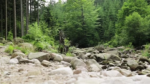 Mountain Stream. Wild Forest. Summertime. Stock Footage 44212435