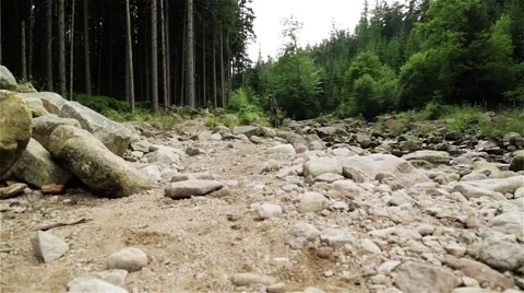 Mountain Stream. Wild Forest. Summertime. Stock Footage 44212511