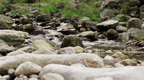 Mountain Stream. Wild Forest. Summertime. Stock Footage 44212530