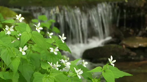 Mountain Stream with Wildflowers Stock Footage 750579