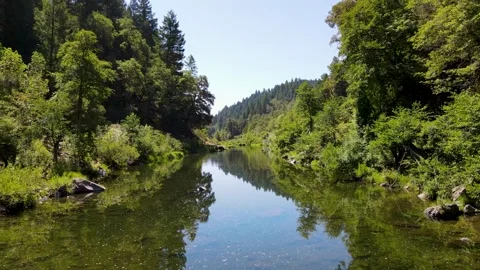 Mountain stream winding slowly through the green forest Video stock 272491277