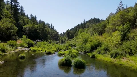Mountain stream winding slowly through the green forest Video stock 272491332