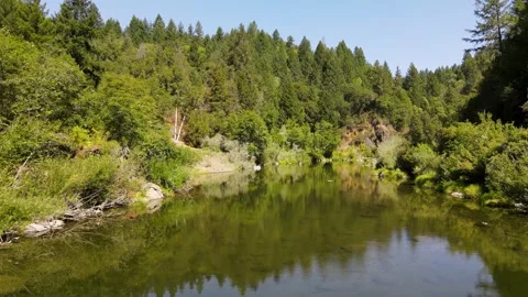 Mountain stream winding slowly through the green forest Video stock 272491380