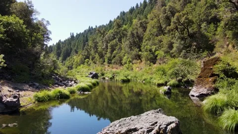 Mountain stream winding slowly through the green forest Video stock 272491744