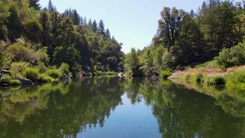 Mountain stream winding slowly through the green forest Video stock 272491978