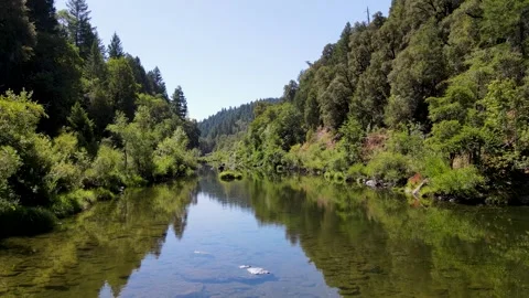 Mountain stream winding slowly through the green forest Video stock 272492072