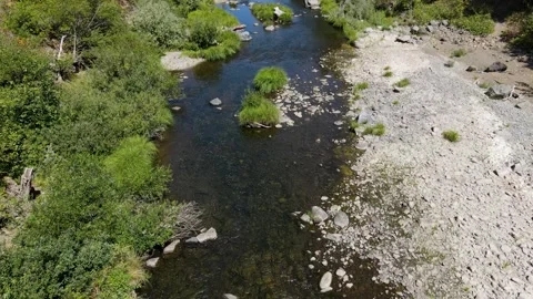 Mountain stream winding slowly through the green forest Video stock 272492952