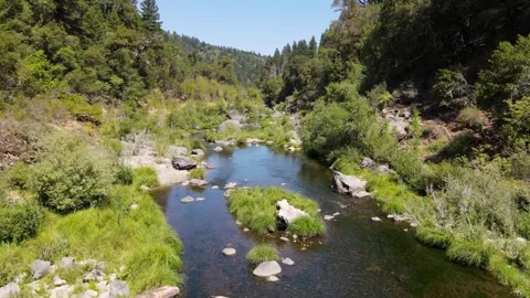 Mountain stream winding slowly through the green forest Video stock 272492987