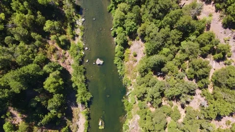 Mountain stream winding slowly through the green forest Video stock 272493105
