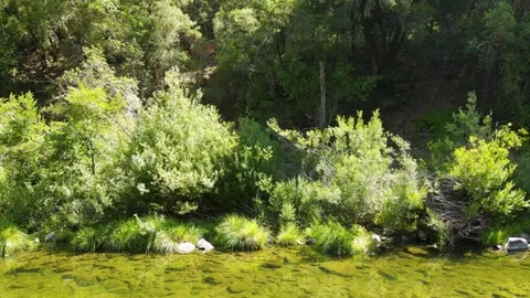 Mountain stream winding slowly through the green forest Video stock 272493138